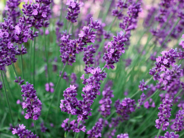 Lavendel